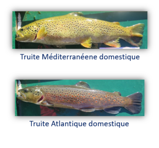 salmo trutta