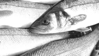 european seabass