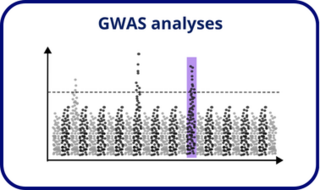 gwas